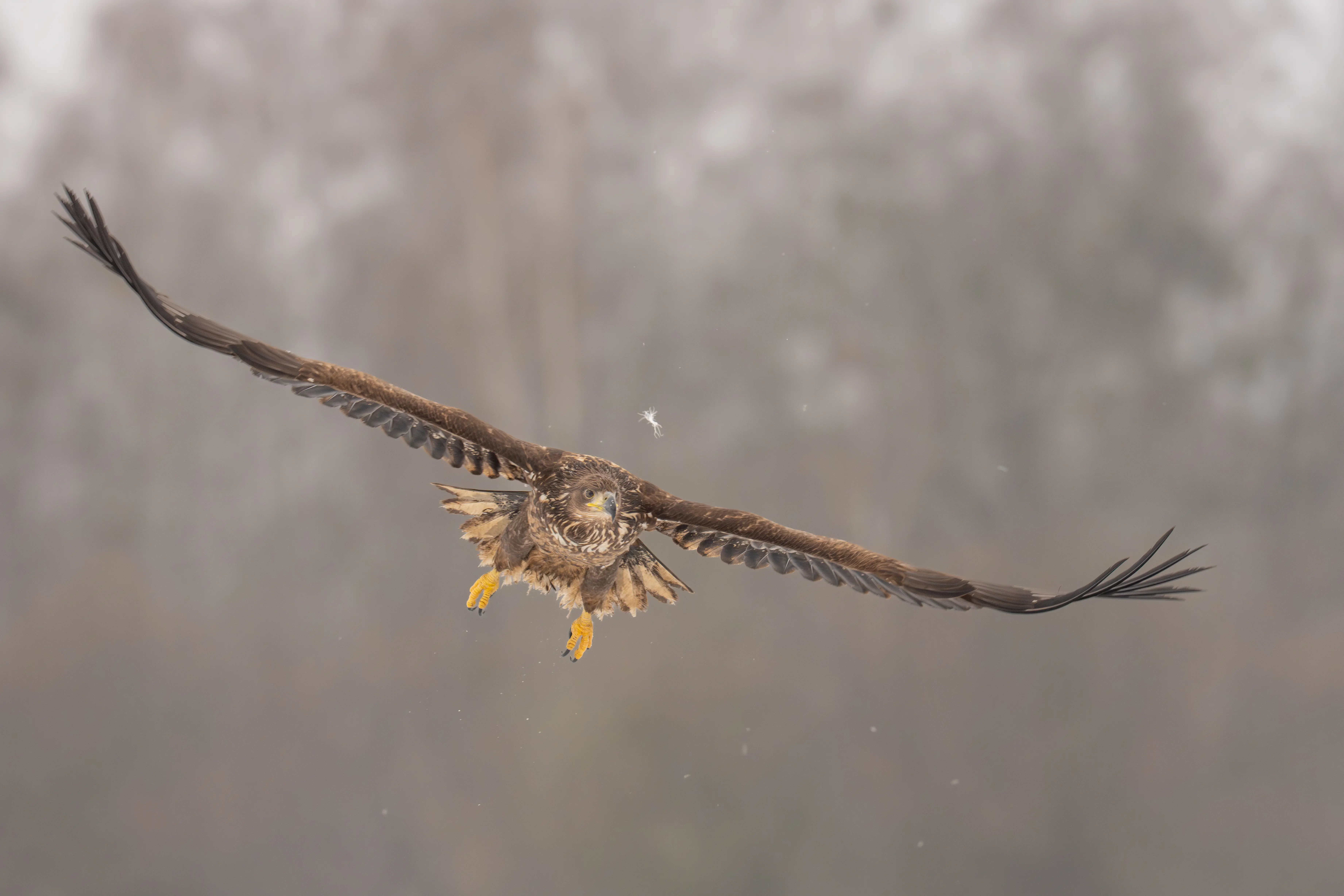 Warmia Elite Wildlife Photography gallery image 15